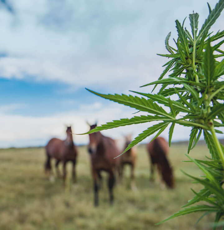 natures best hanfprodukte img banner